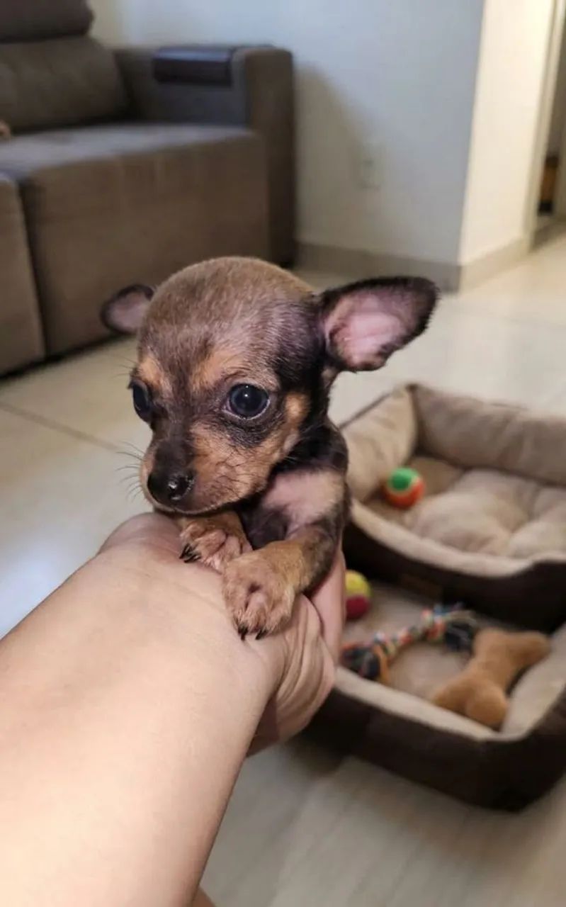 Pinscher  - Foto 2