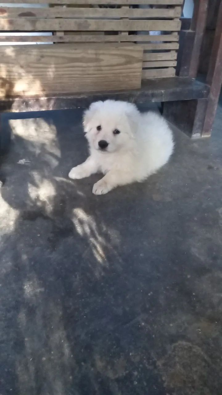 Cachorro Pastor Maremano  - Foto 5