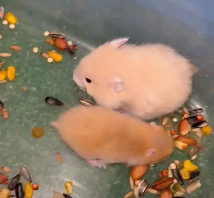 Hamster sírio e Anão Russo  - Foto 6