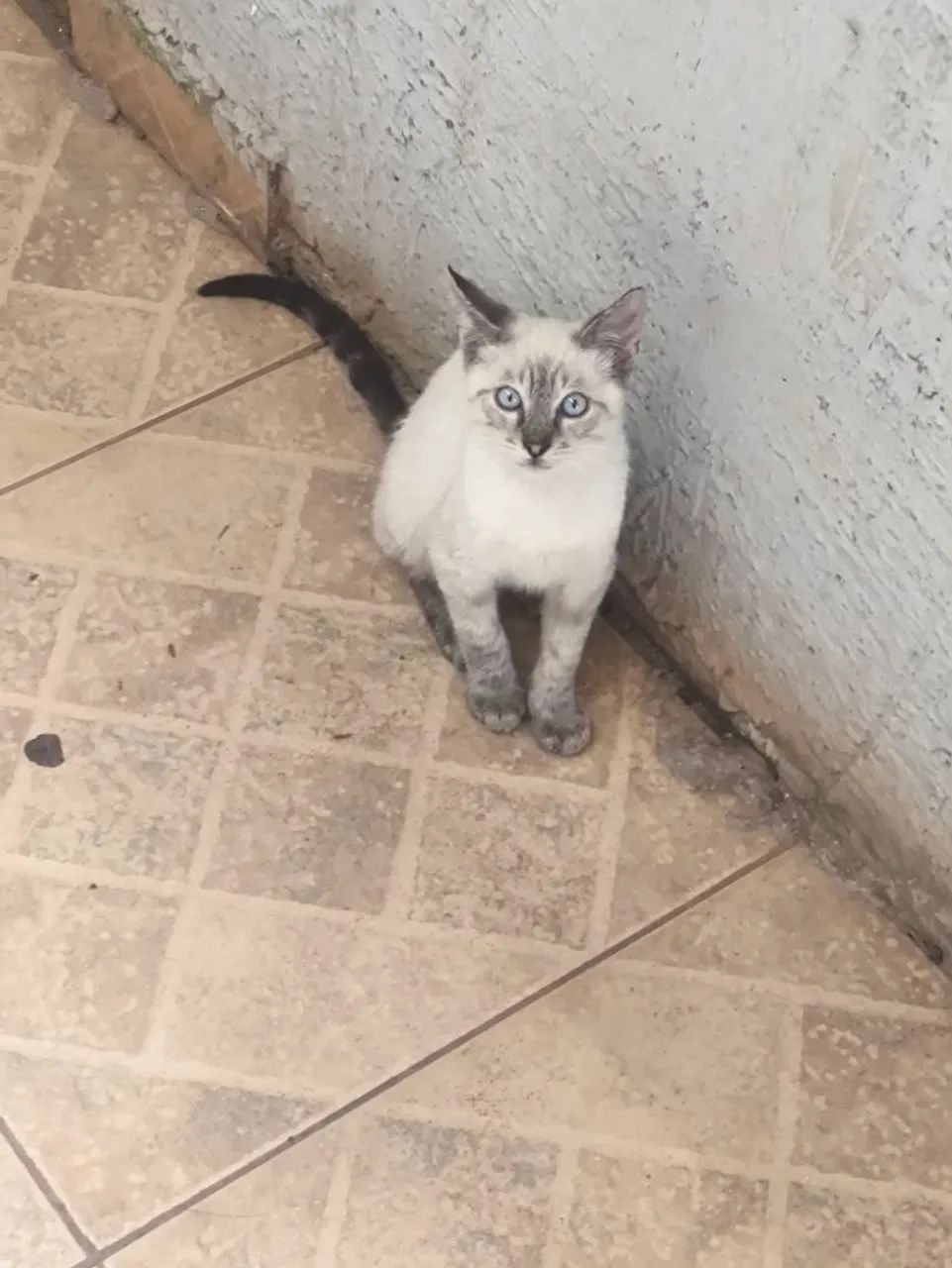 Gatos para adoção  - Foto 3