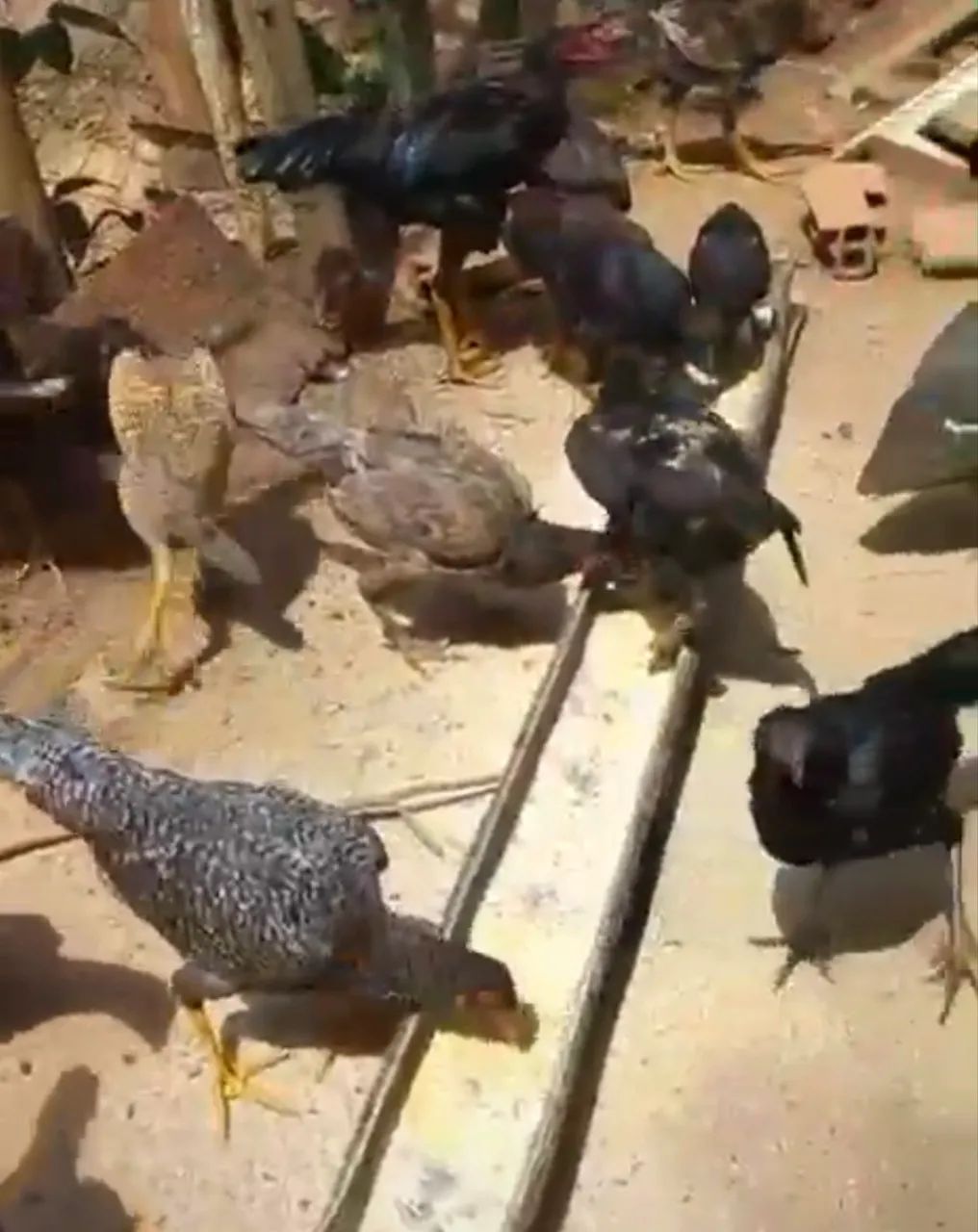 Frangos e frangas caipiras a venda 