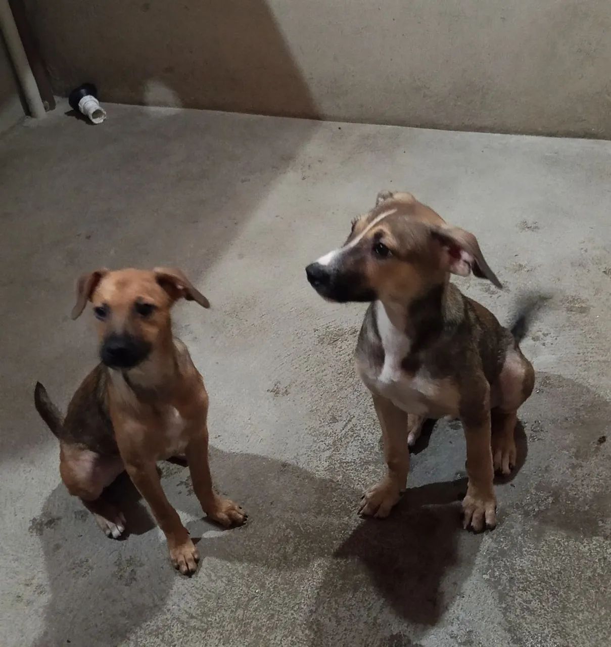 CÃES FILHOTES PARA ADOÇÃO RESPONSÁVEL  - Foto 4