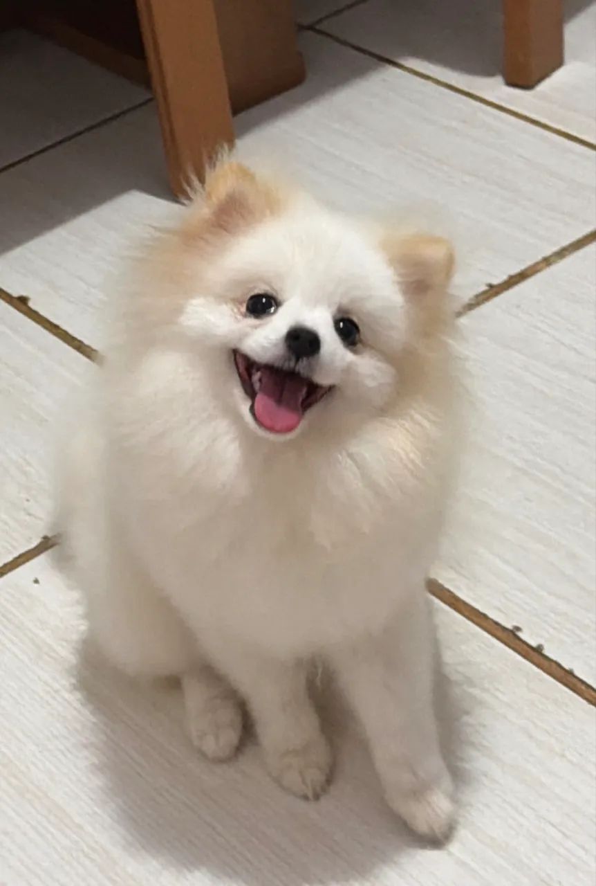 Spitz alemão 