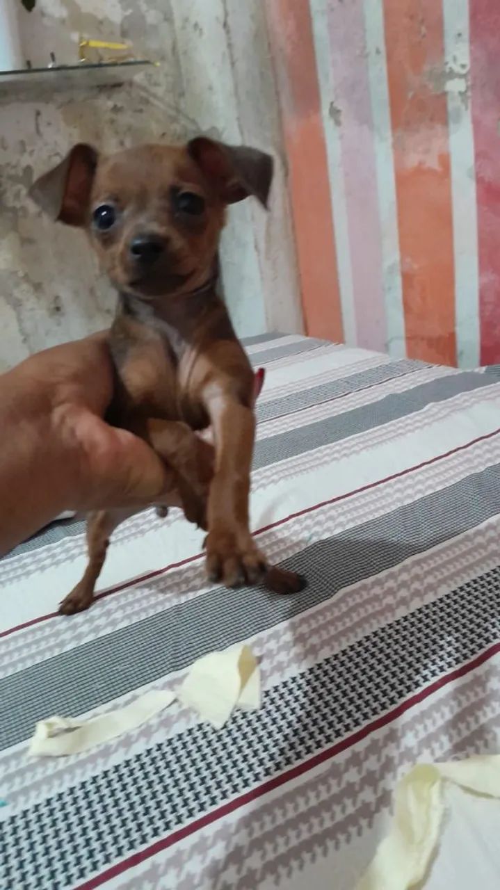 Pinscher  - Foto 3