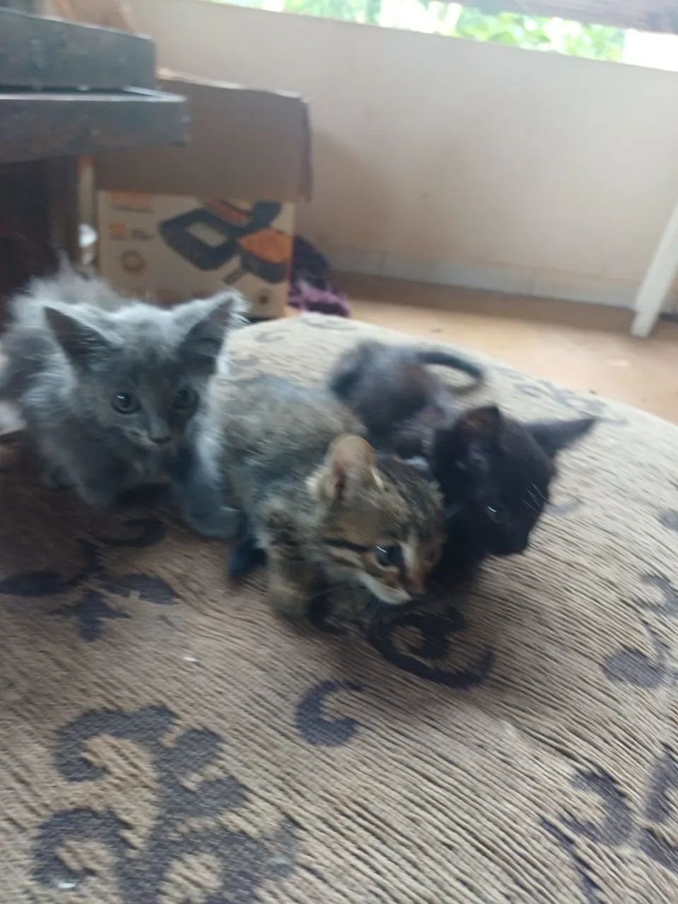 Doa-se filhotes de gato. - Foto 4