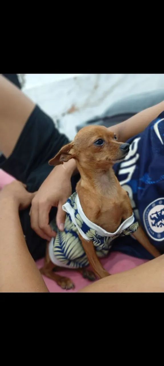 Pinscher  - Foto 3