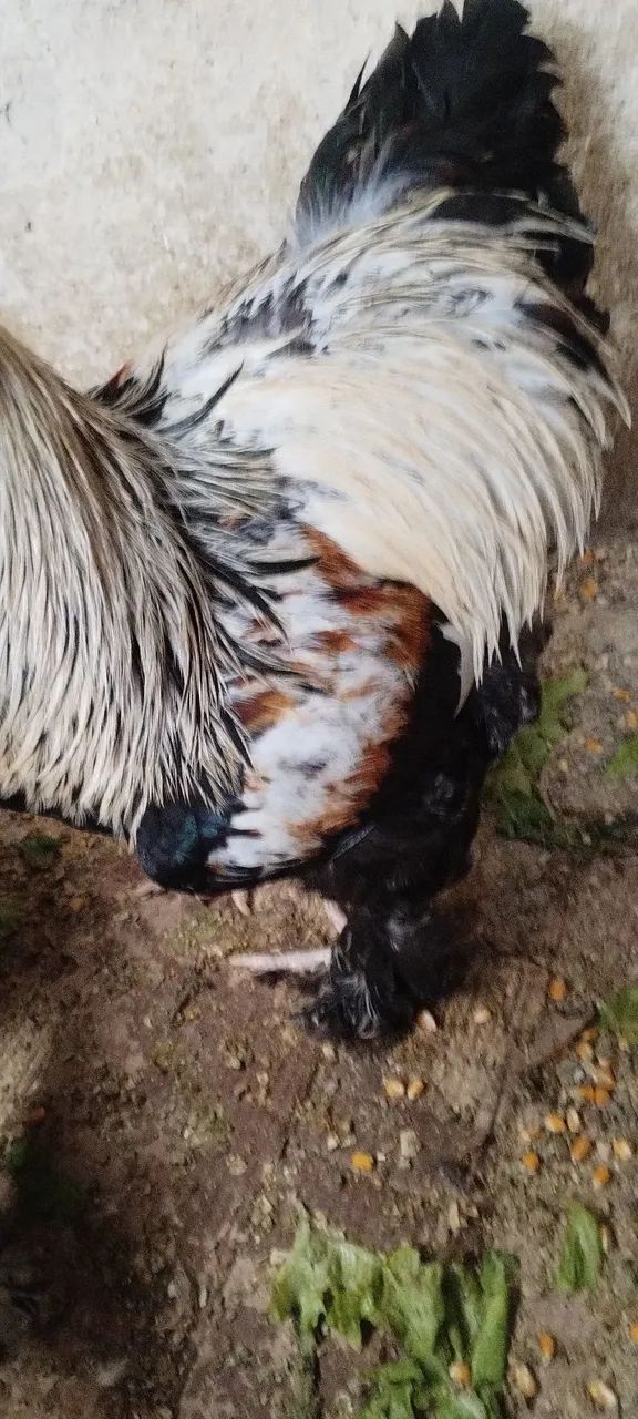 Galo Brahma perdiz salmão  - Foto 2
