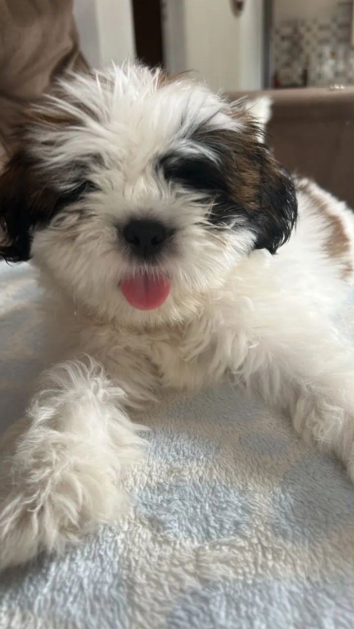 Cachorro Shitzu - Foto 3