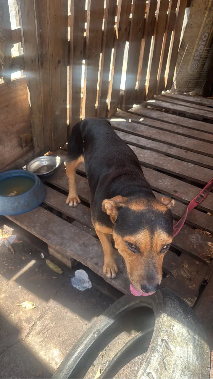 Cachorro Pitbull c/ Rotweiller 1 ano Dócil e saudável 