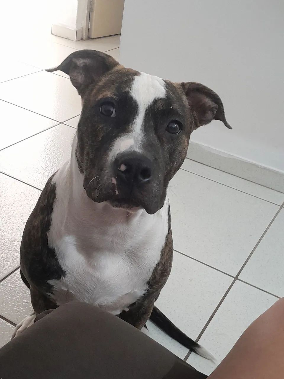 Cachorro pitbull  - Foto 2