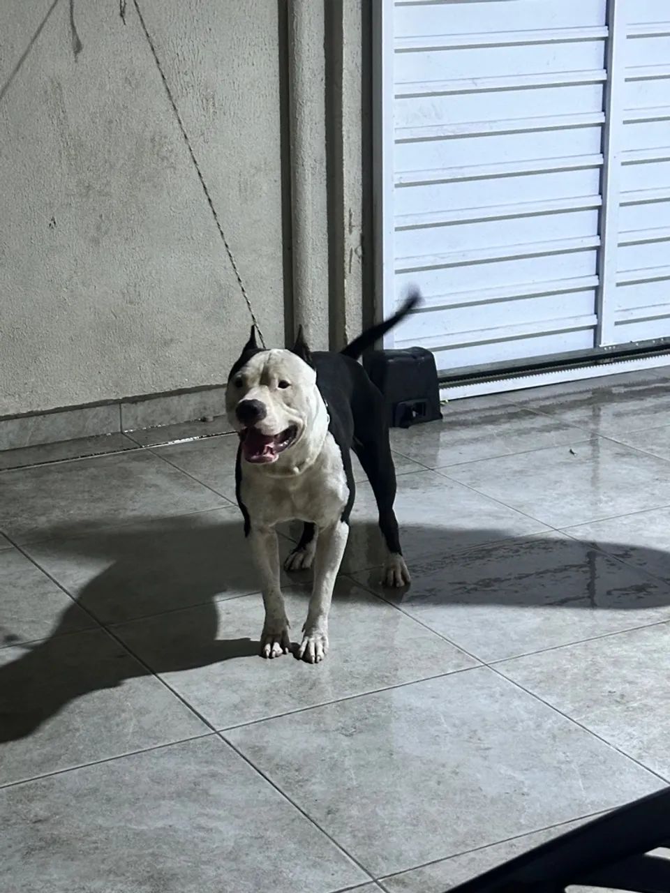Doação Pitbull Dócil  - Foto 2