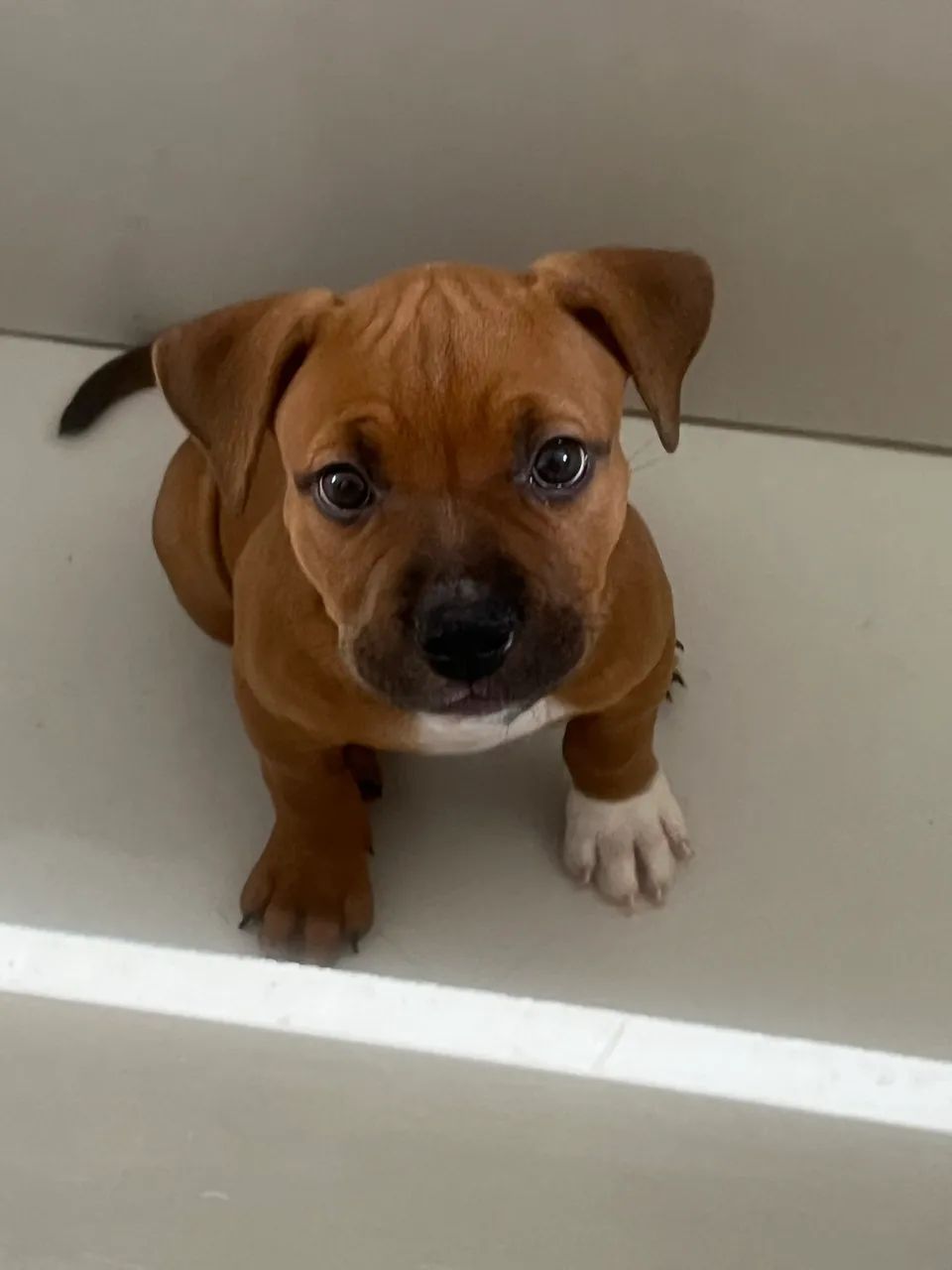 American Bully Pocket  - Foto 2