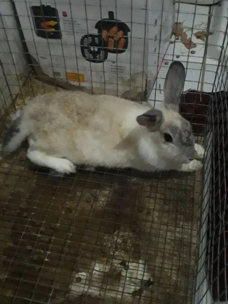 Vendo Coelha fêmea  - Foto 3