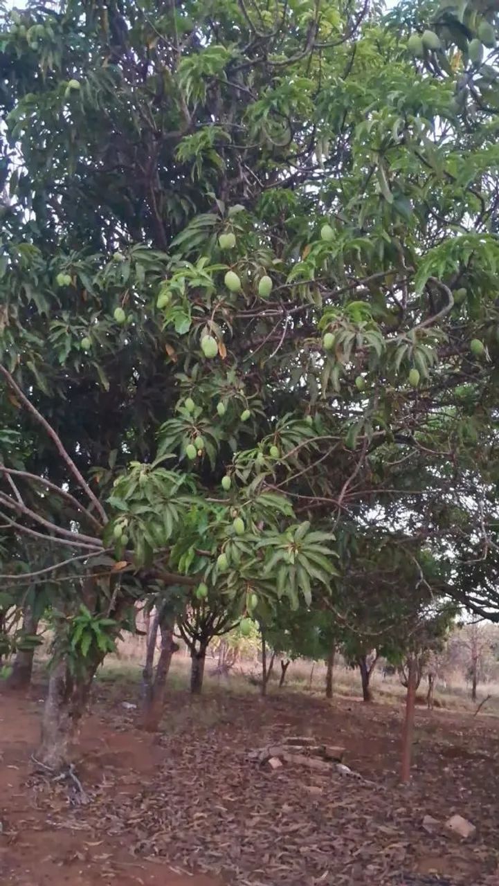 Lote grande  - Foto 2