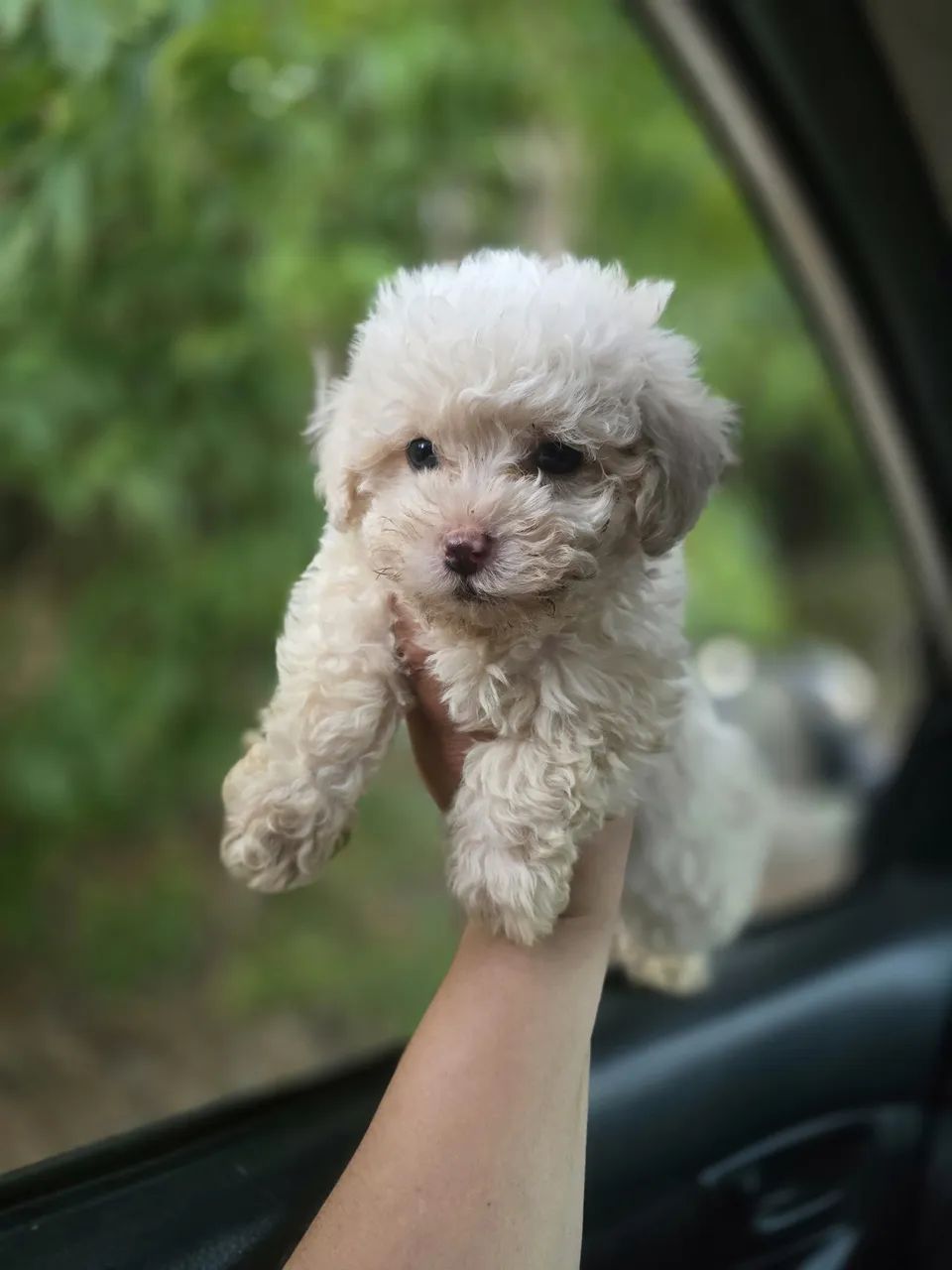Poodle machos  - Foto 4