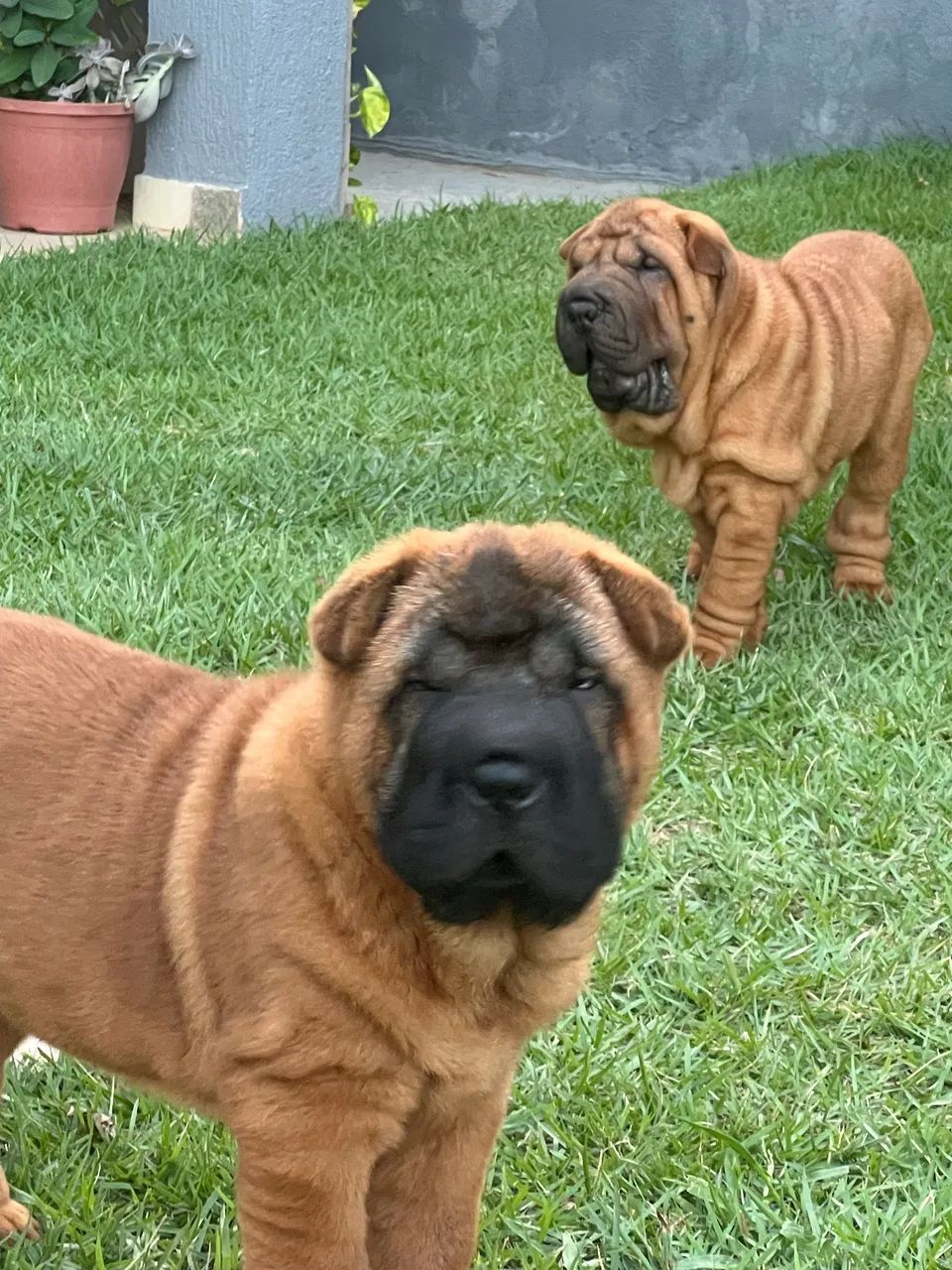 Lindos filhotes de Shar Pei  - Foto 4