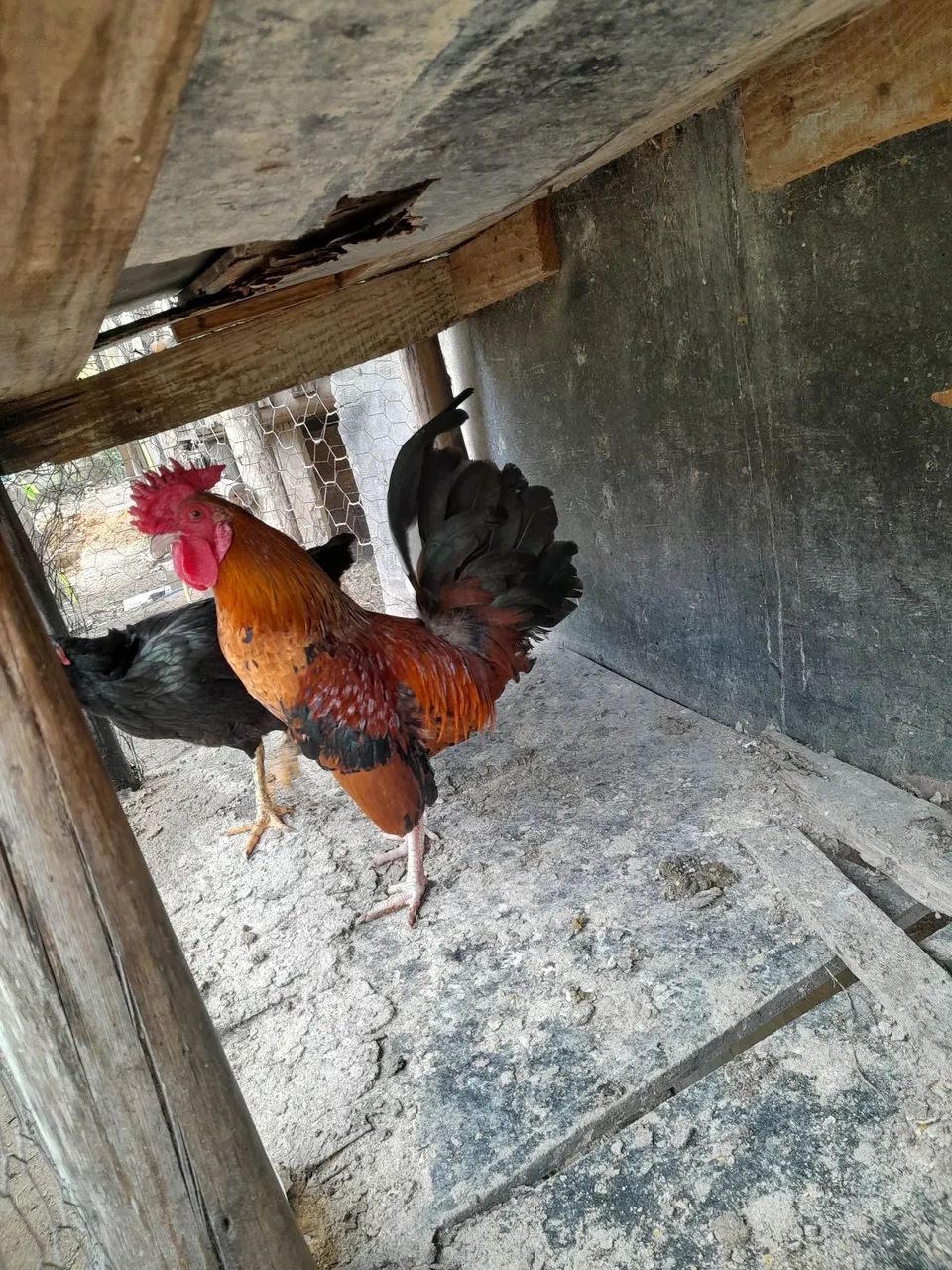 Galos e garnizes - Foto 5