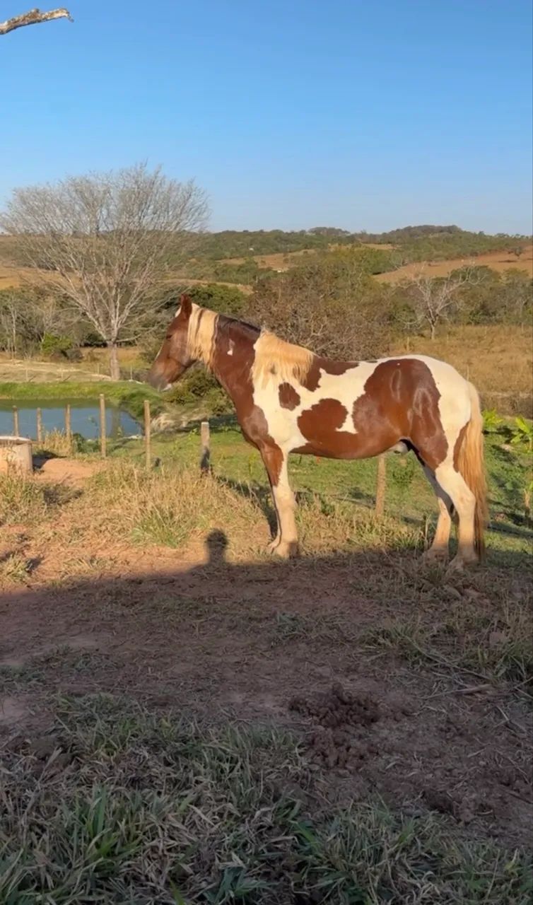 Vendo cavalo - Foto 3