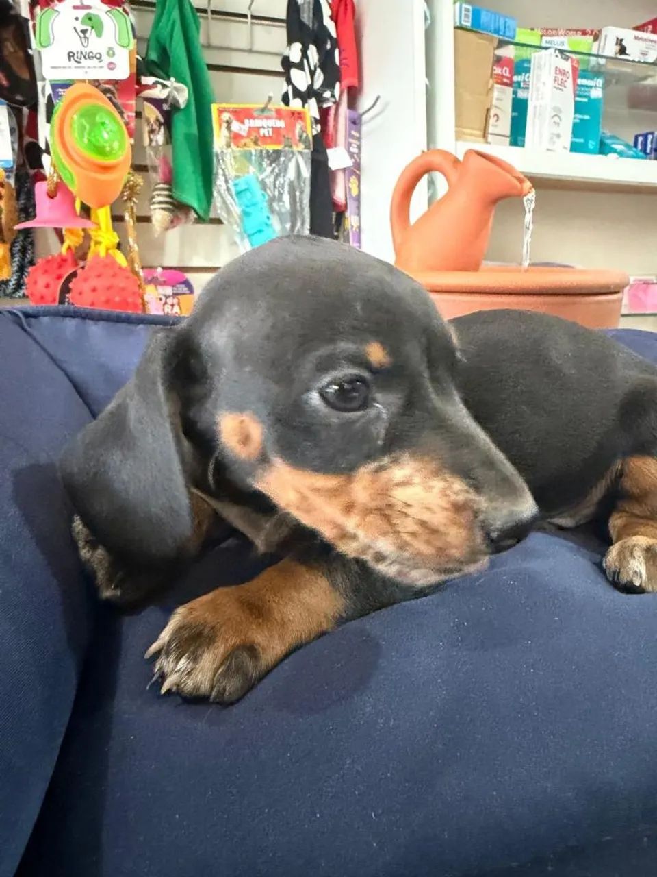 Basset tekel 