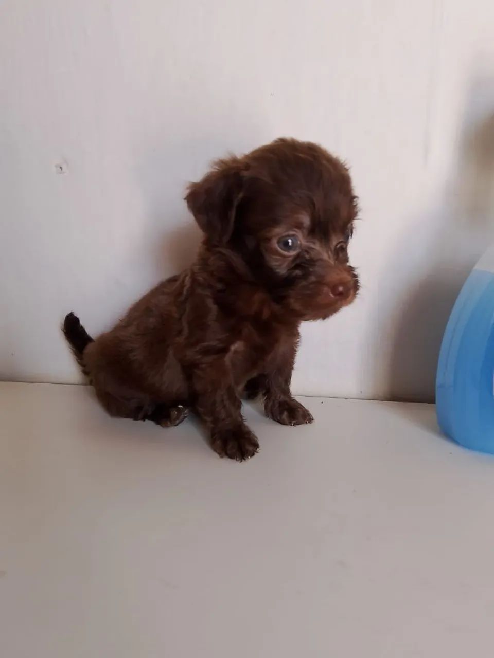 Vende,se filhotes de poodle toy  - Foto 5