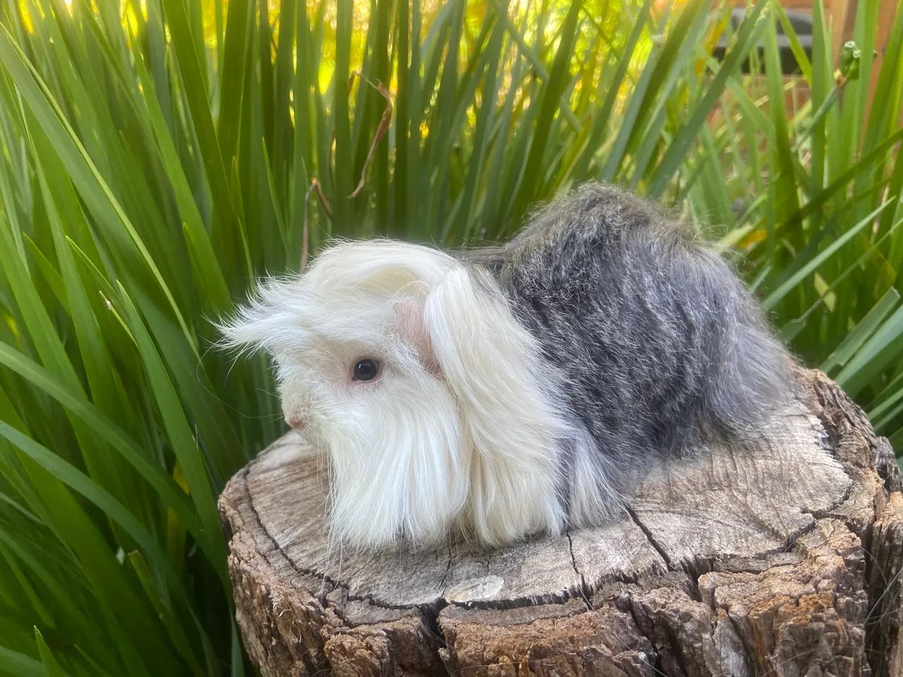PORQUINHO-DA-ÍNDIA - PERUANO PEDIGREE + MICROCHIP LINHAGEM EUROPEIA IMPORTADA EM 2018 - Foto 2