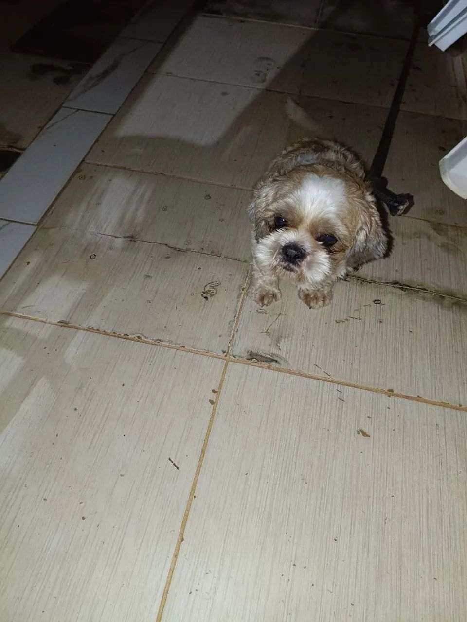 Cachorro  - Foto 3