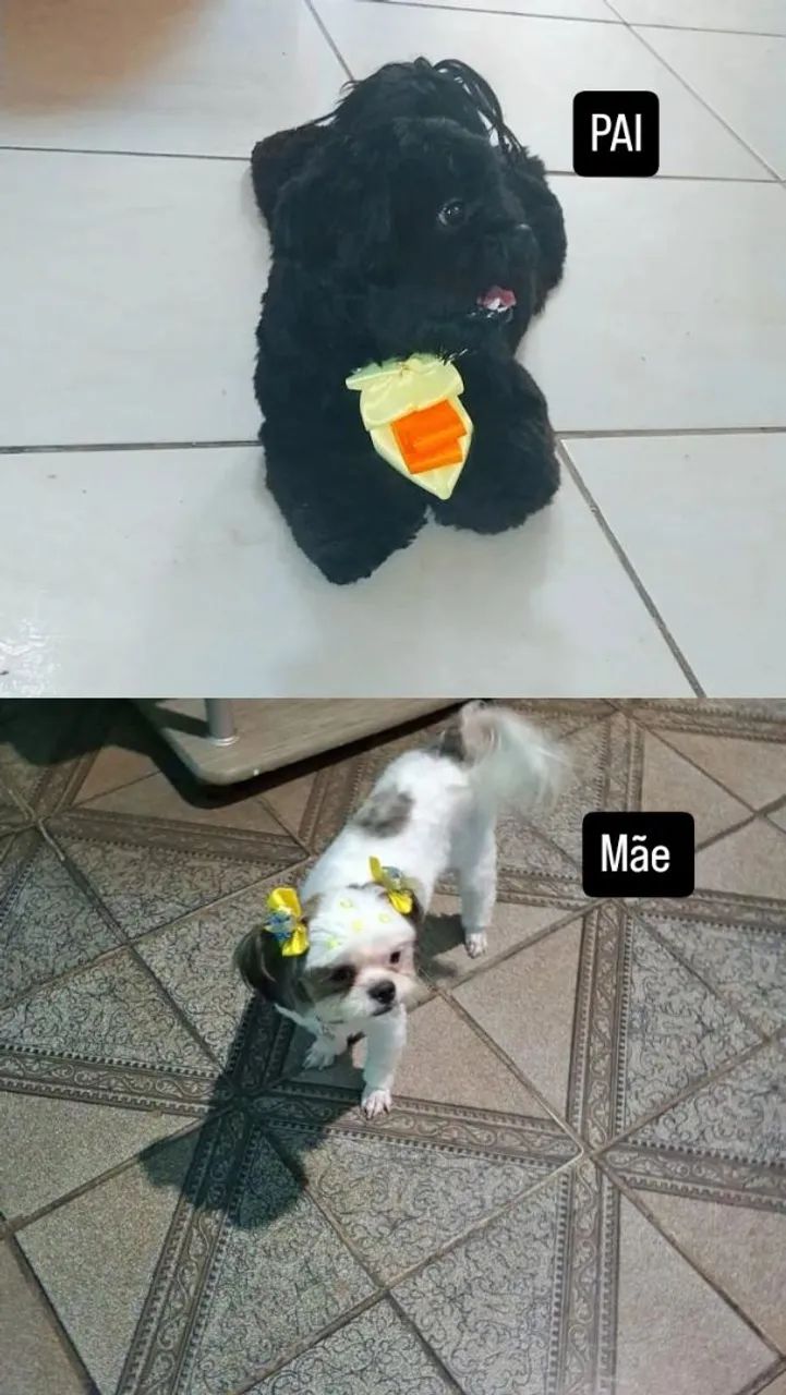 Vende-se cachorrinhos com 1 mês e 1 dia