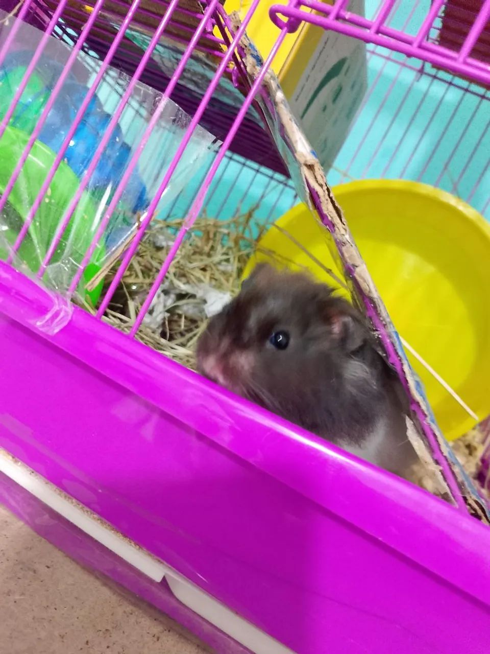 Hamster sírio com gaiola 