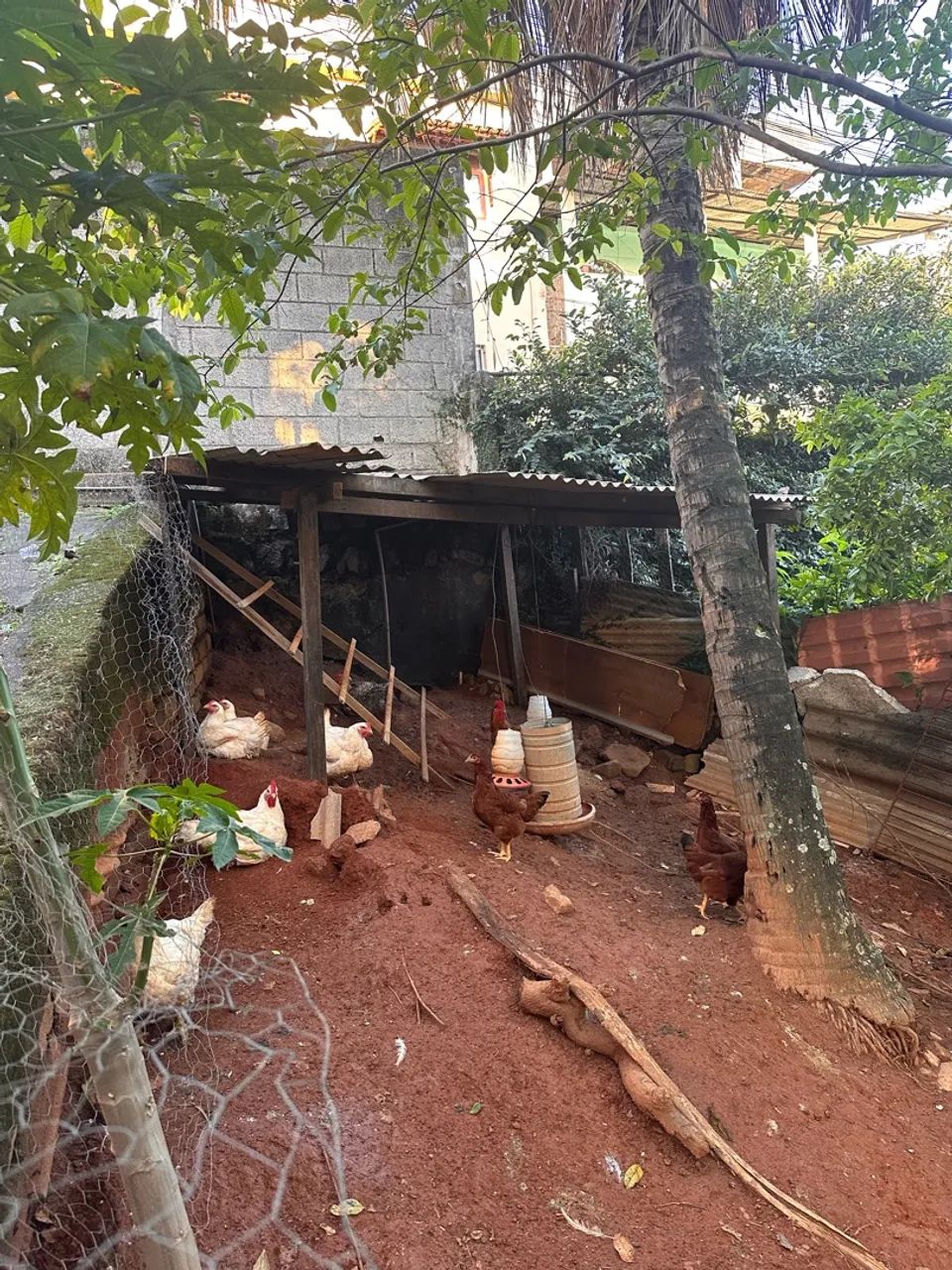 Frango vivo  - Foto 4