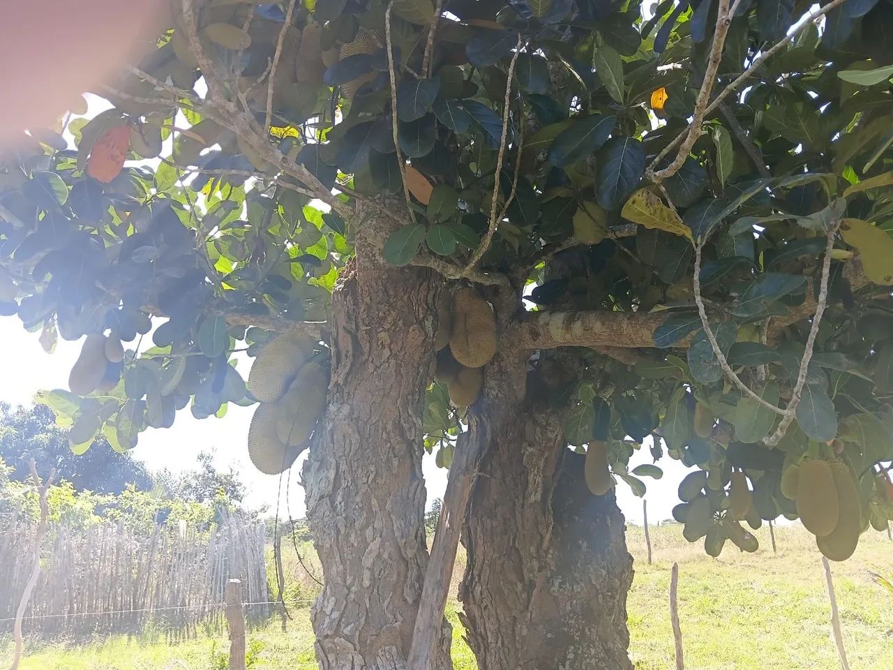 Sítio próximo ao parque aquático timbó salgado  - Foto 4
