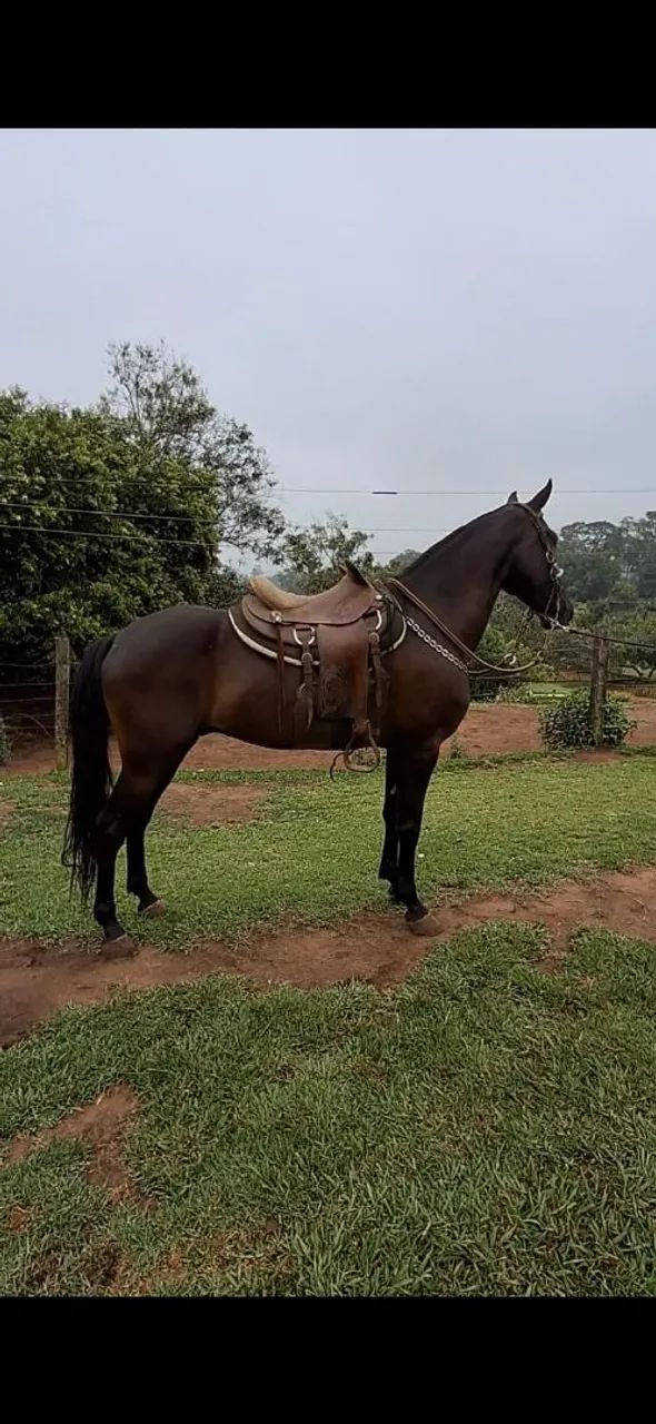 CASTRADO LUXOOOOO  - Foto 5