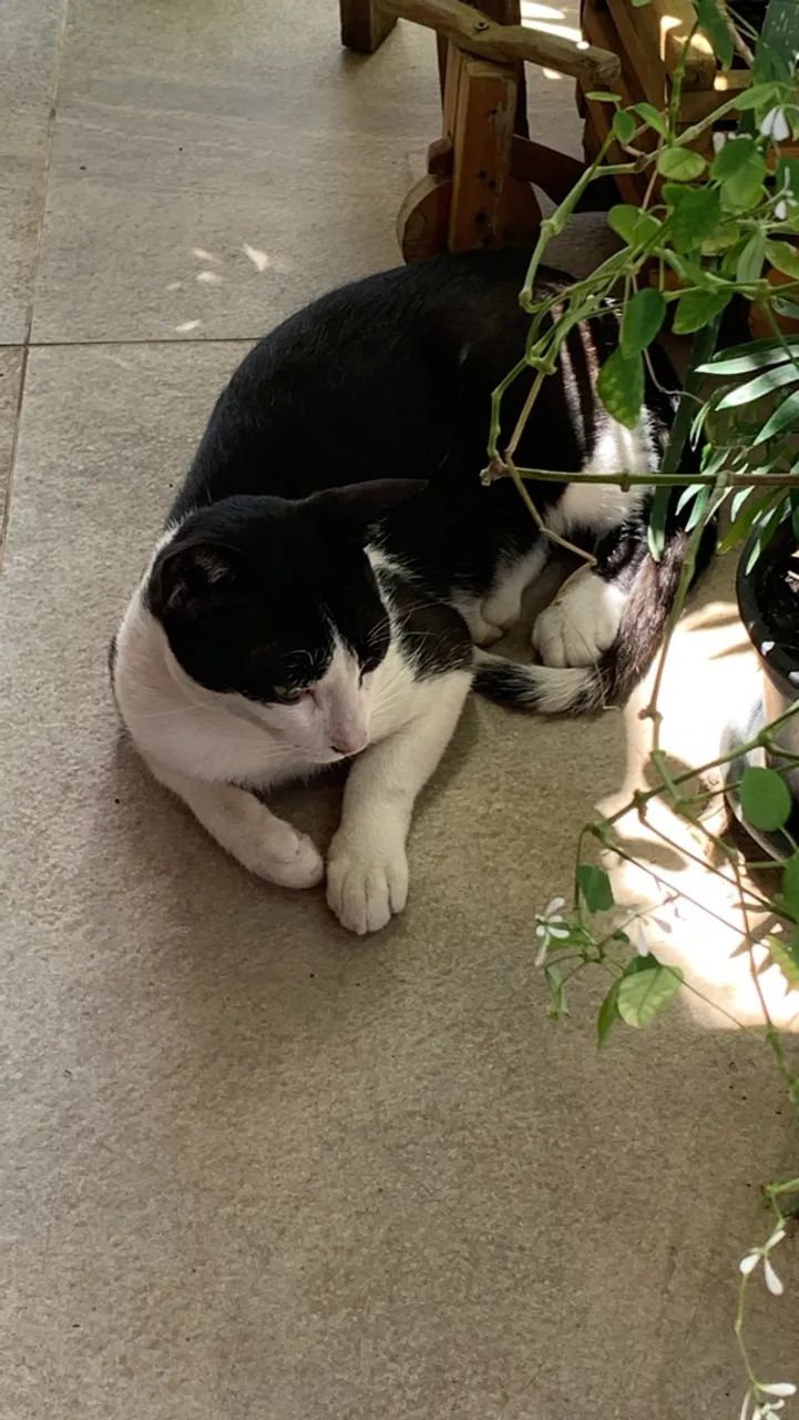 Animal - Foto 5