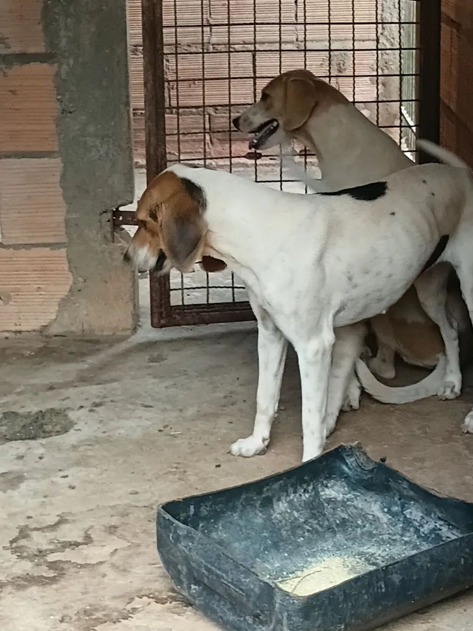 3 fêmeas 