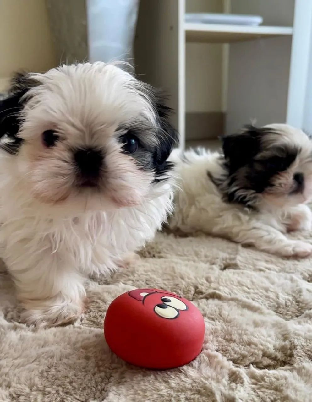 Shihtzu macho.  - Foto 2