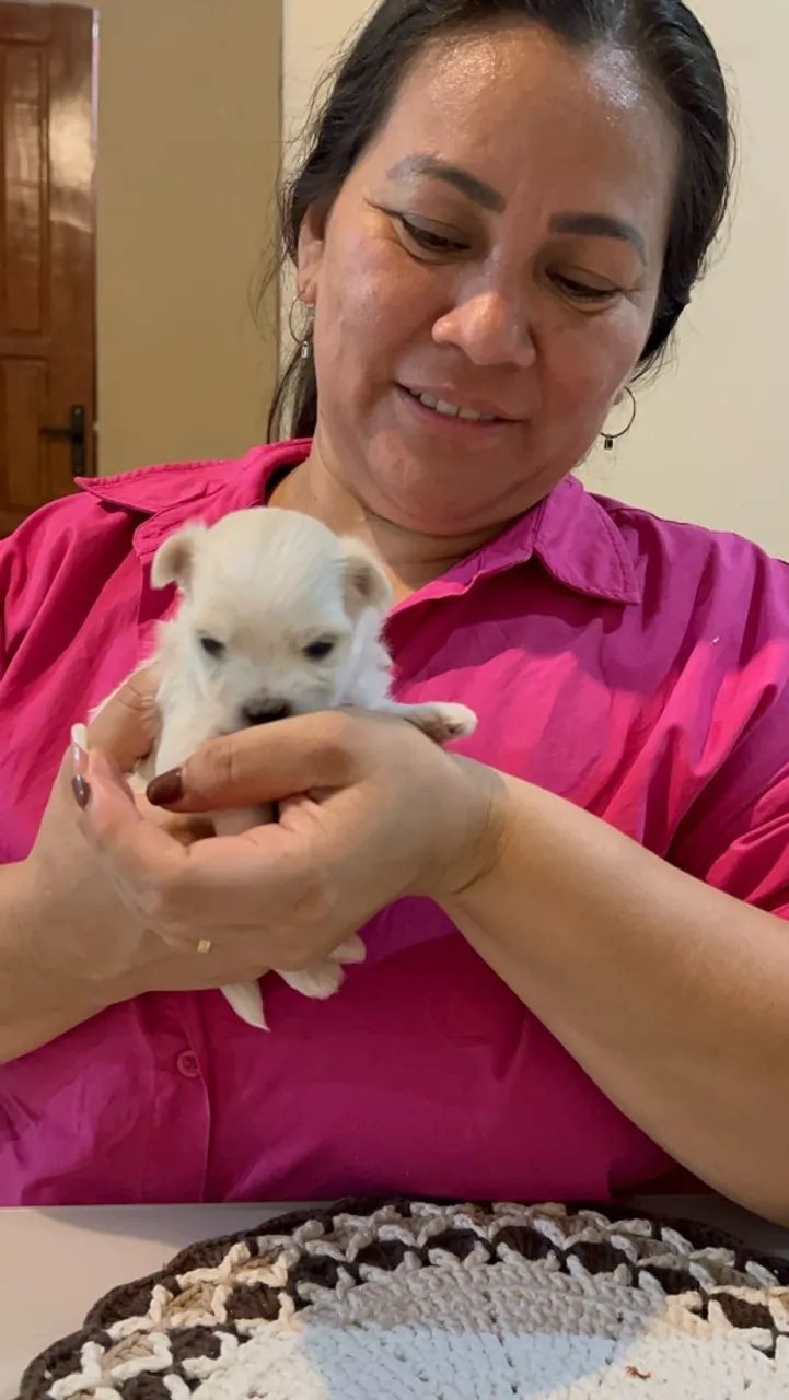 Cachorro maltês Mini macho 