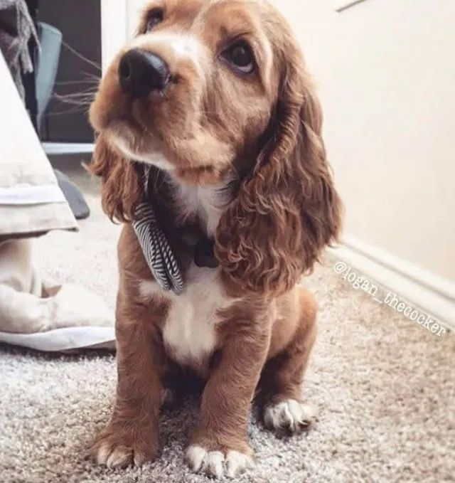 Cocker Spaniel Inglês Presença que transforma o cotidiano