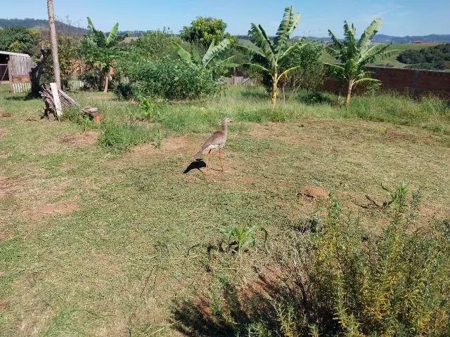 Chácara em Jacutinga - Sul de Minas Gerais - Foto 3