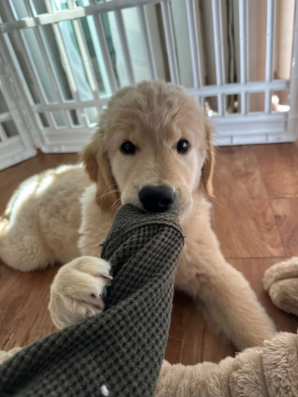 Golden Retriever 