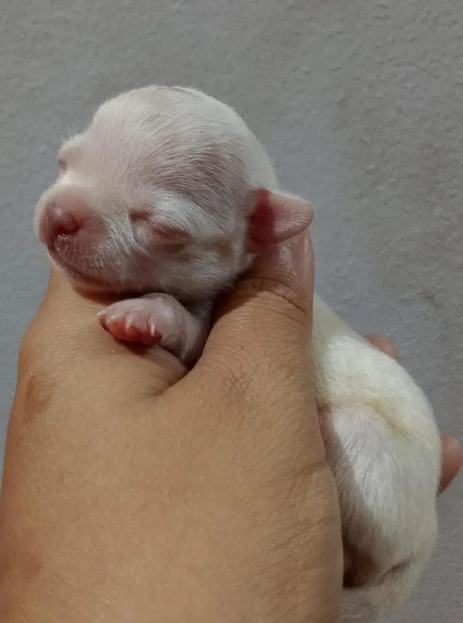 Bebês  - Foto 3
