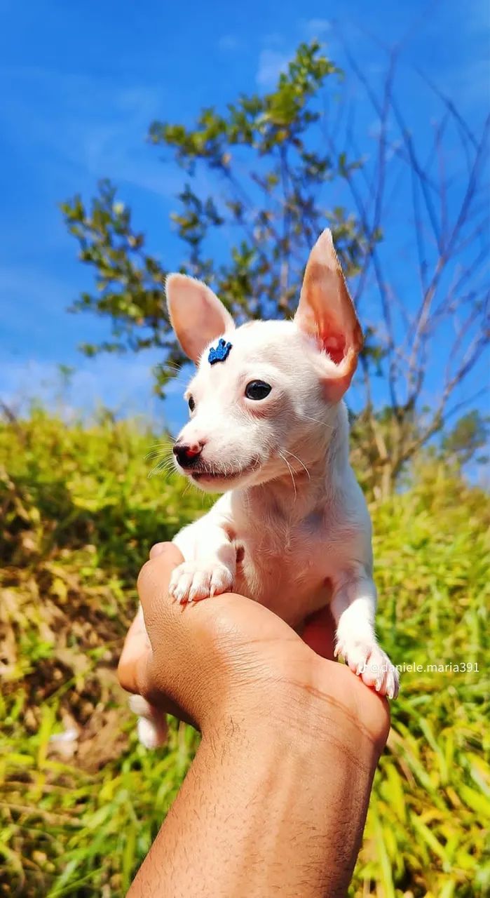 Pinscher macho disponível para venda 