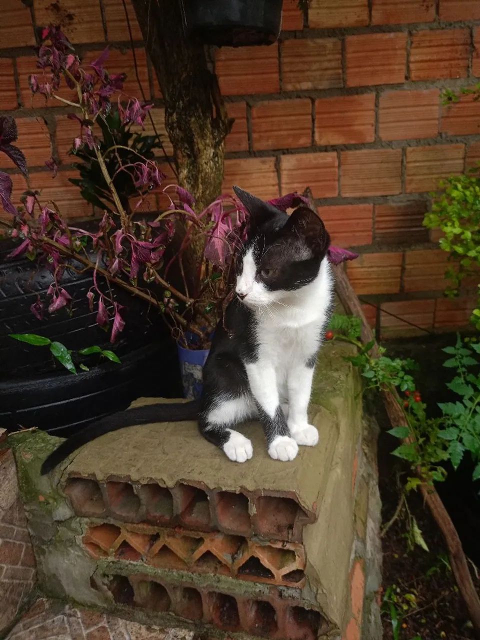 Gato para doação