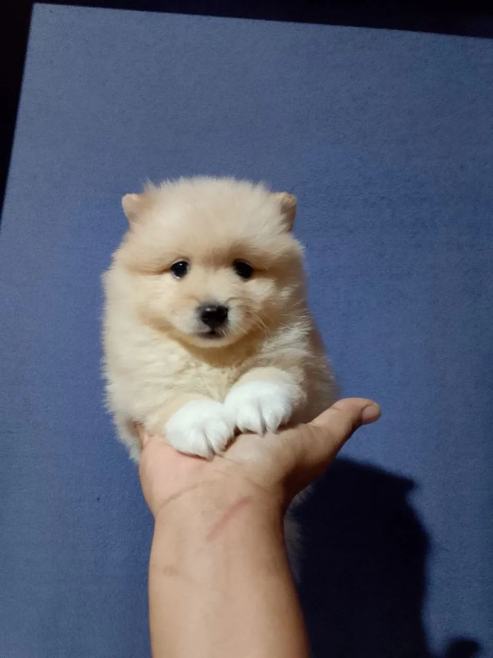 spitz alemão macho  - Foto 4