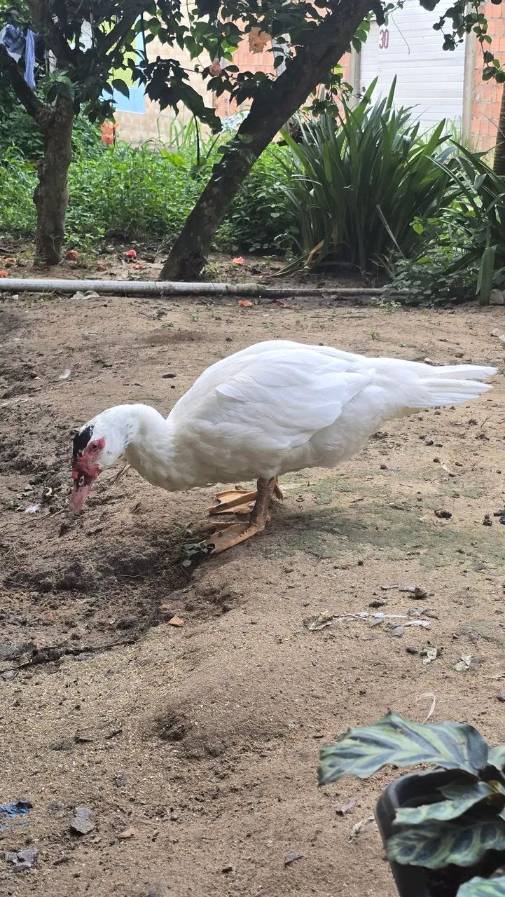 Pato  - Foto 2