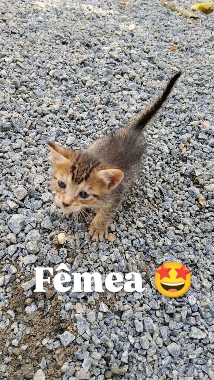 2 gatinhas  - Foto 2