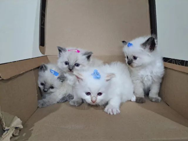 Filhotes gatinhos Ragdoll e Persas - Foto 3
