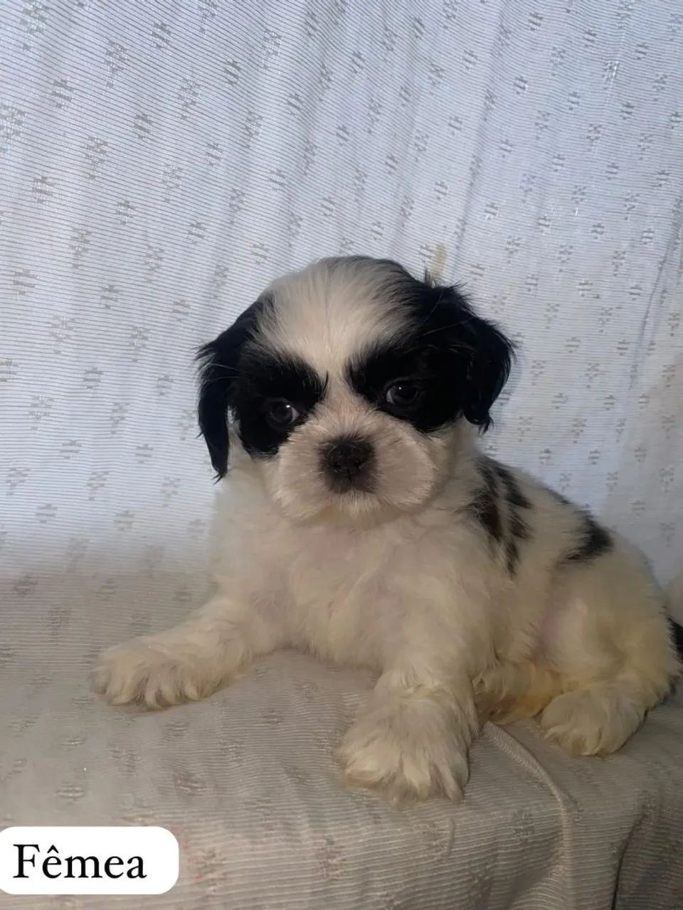 VENDO SHITZU  - Foto 4