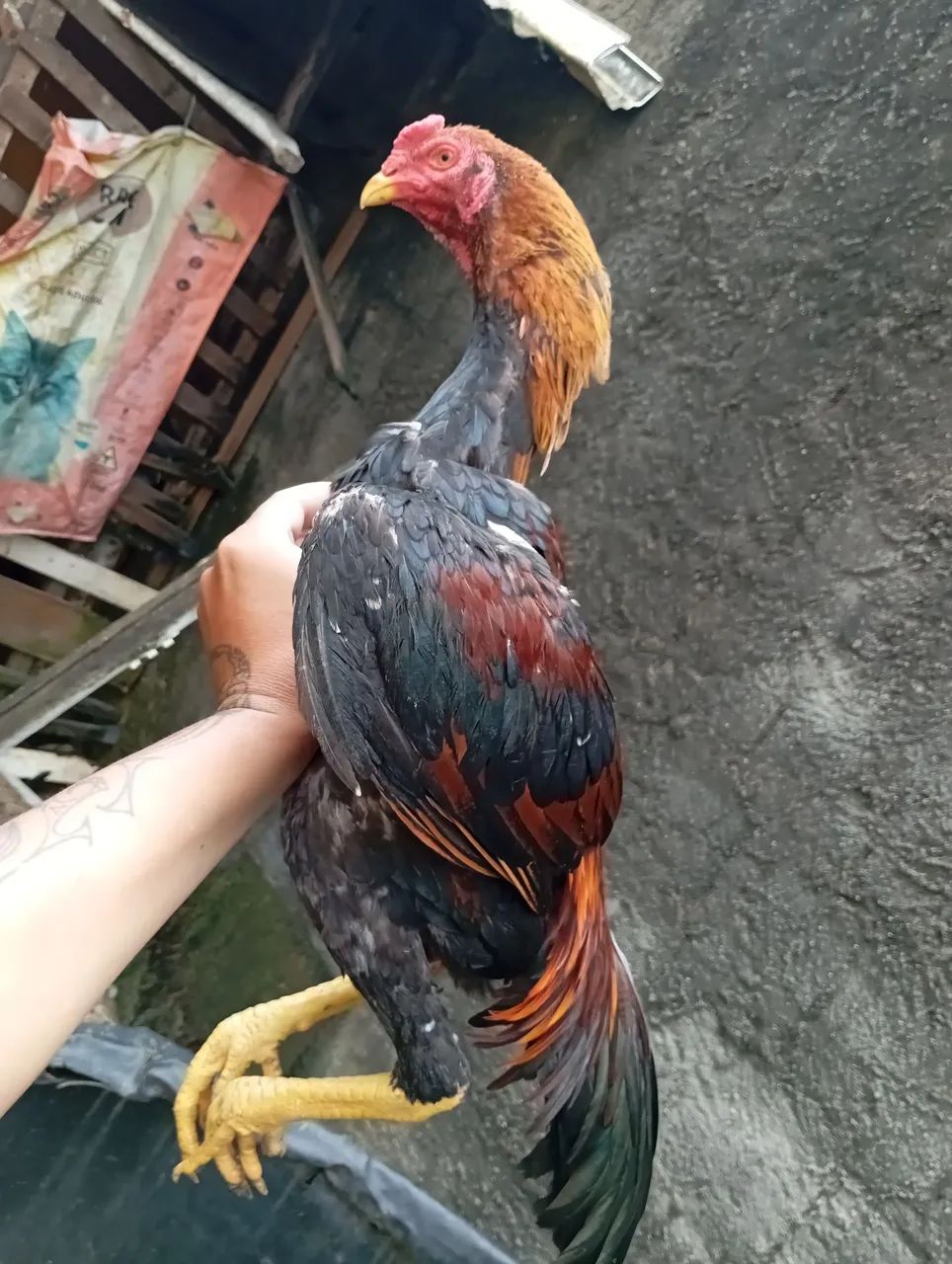 Galinha e galos  - Foto 4