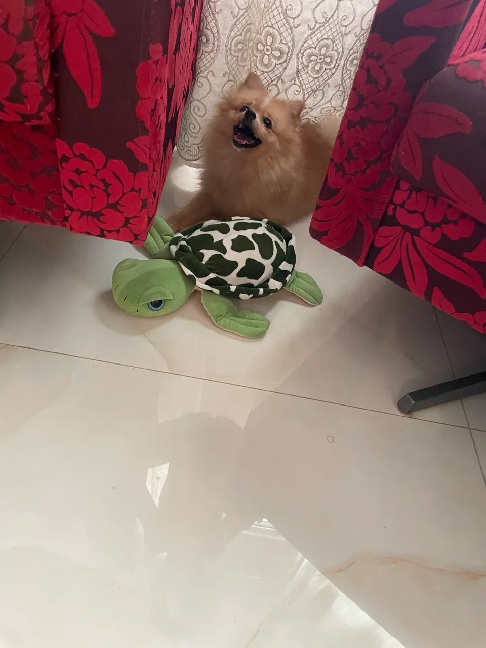 Spitz alemão