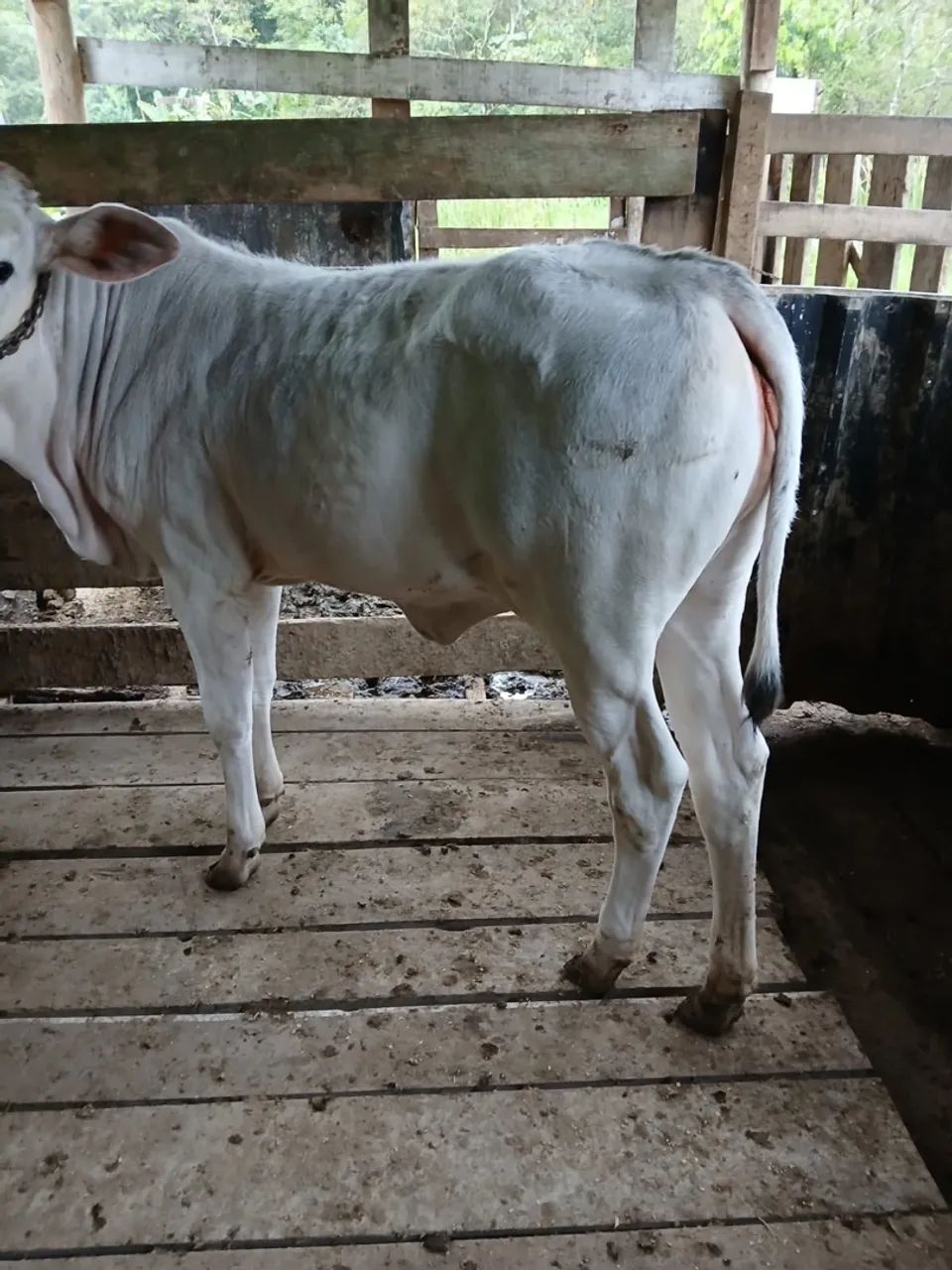 Vaca mansa com cria  - Foto 2