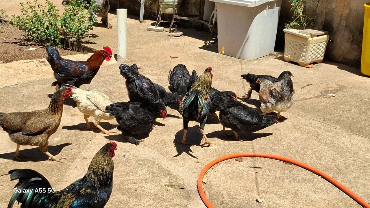 Galinhas e frangos caipira  - Foto 4
